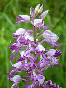 Orchis militaris